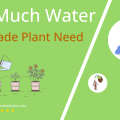 How Often To Water Baby Jade Plant Portulacaria afra