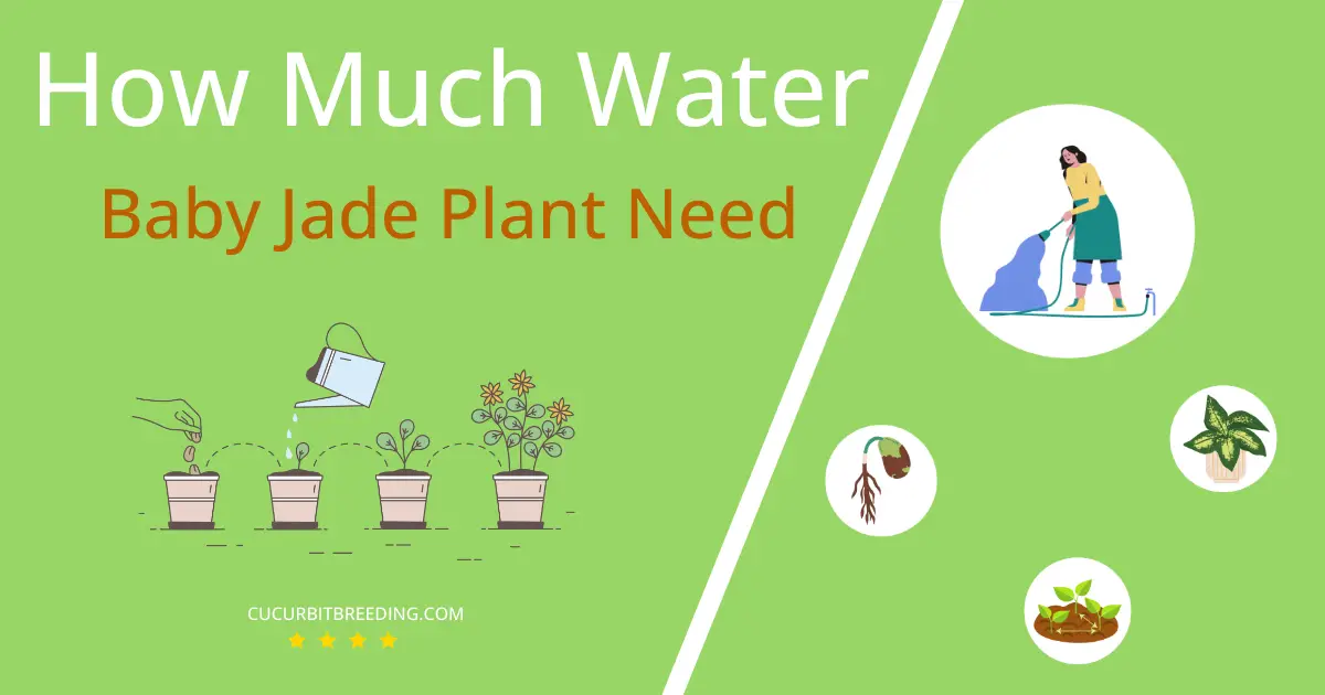 How Often To Water Baby Jade Plant Portulacaria afra