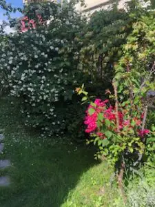 My Beautiful Garden - Cucurbitbreeding.com