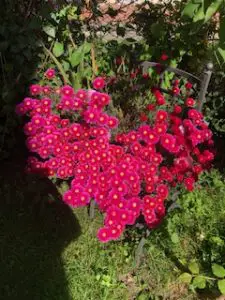 My Well Watered Flowers - Cucurbitbreeding.com