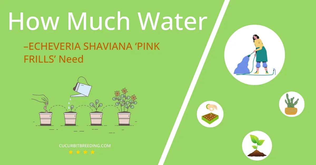 how often to water –echeveria shaviana pink frills
