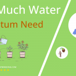how often to water aconitum