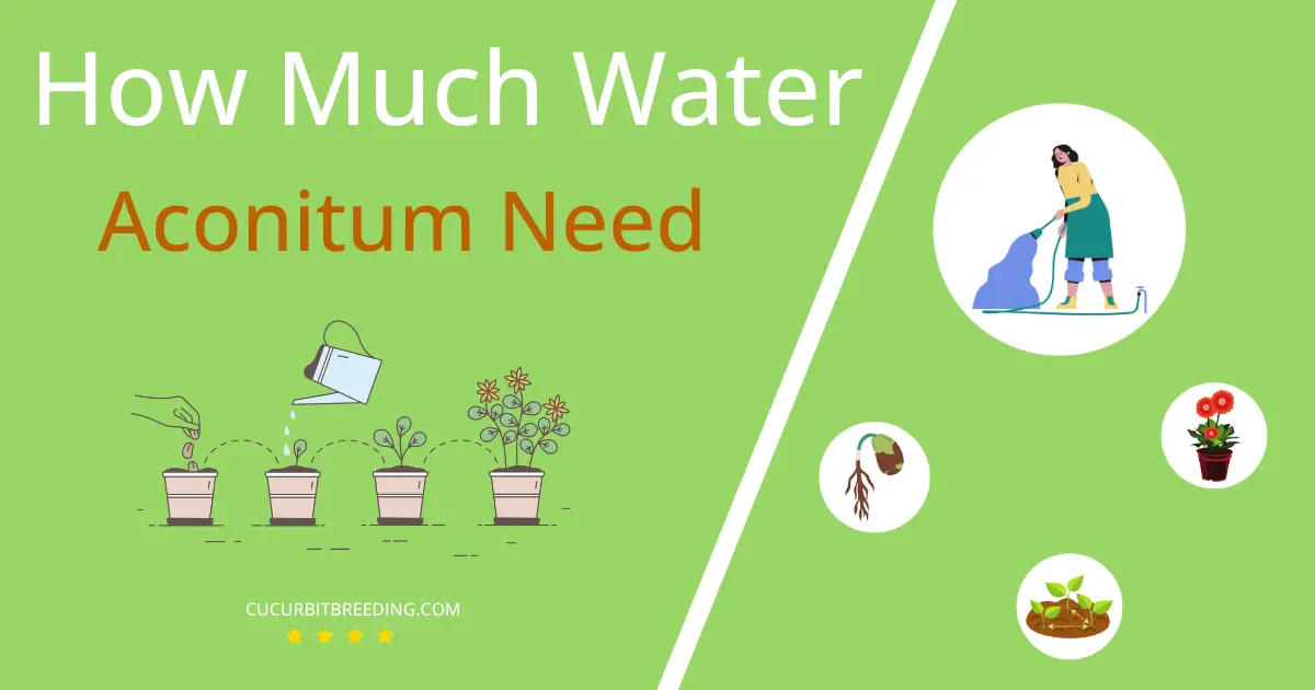 how often to water aconitum