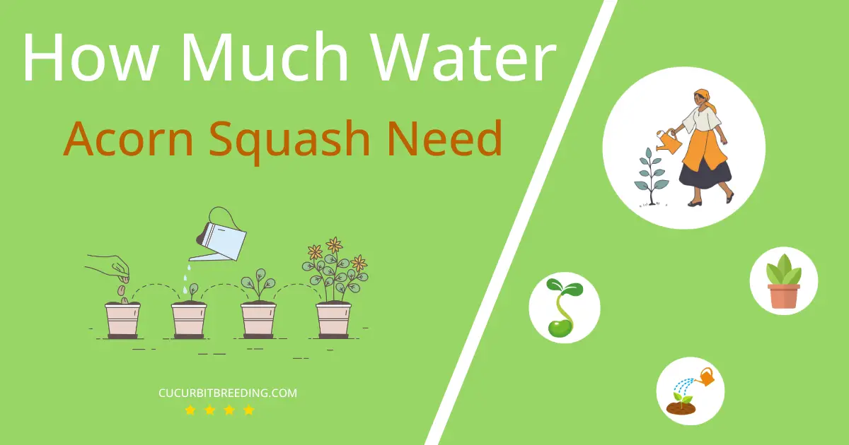 how often to water acorn squash