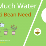 how often to water adzuki bean