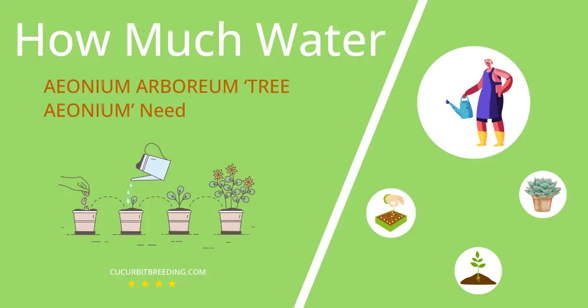 how often to water aeonium arboreum tree aeonium