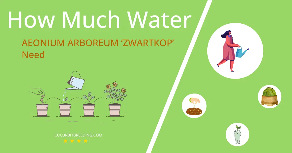 how often to water aeonium arboreum zwartkop
