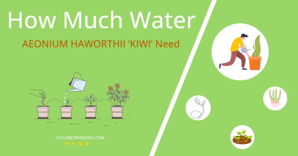 how often to water aeonium haworthii kiwi