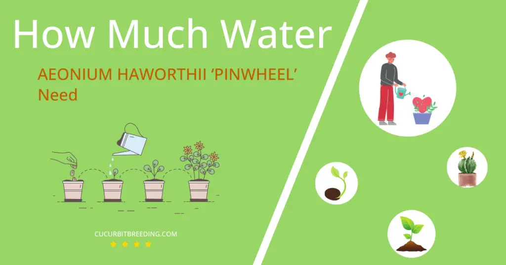 how often to water aeonium haworthii pinwheel