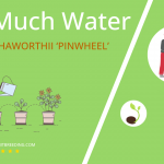 how often to water aeonium haworthii pinwheel