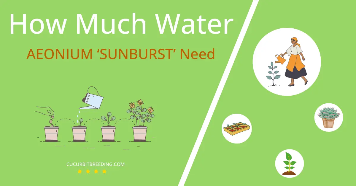 how often to water aeonium sunburst