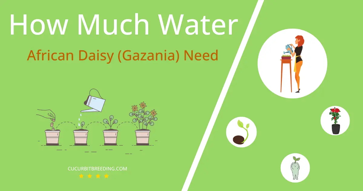 how often to water african daisy gazania