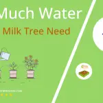 how often to water african milk tree