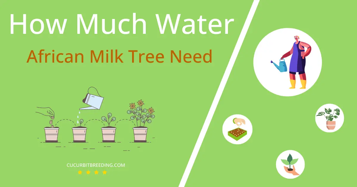 how often to water african milk tree