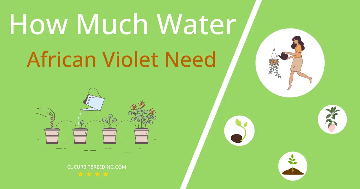 how often to water african violet