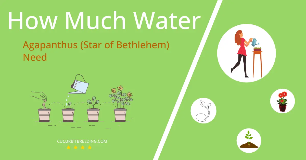 how often to water agapanthus star of bethlehem