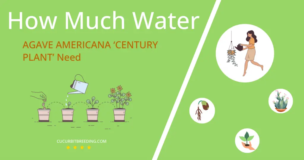 how often to water agave americana century plant