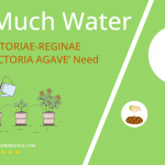 how often to water agave victoriae reginae queen victoria agave