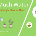 how often to water alchemilla ladys mantle