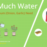 how often to water allium roseum onion
