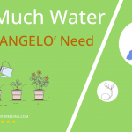 how often to water aloe angelo