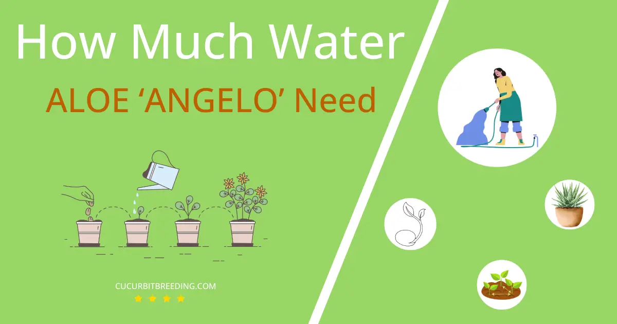 how often to water aloe angelo