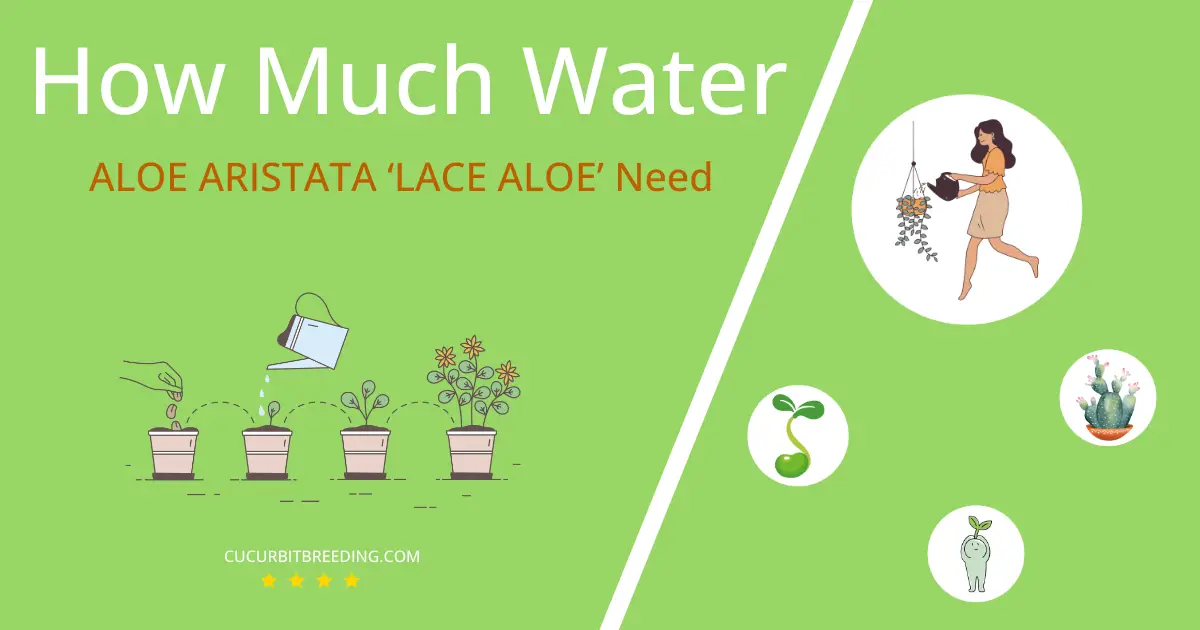 how often to water aloe aristata lace aloe