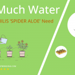 how often to water aloe humilis spider aloe