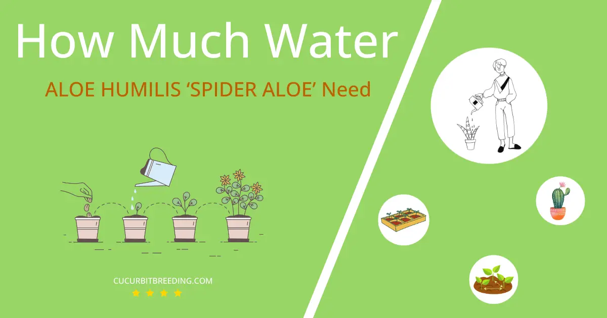 how often to water aloe humilis spider aloe