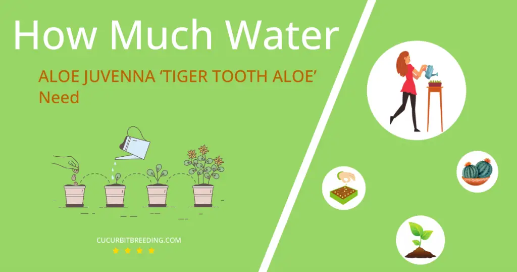 how often to water aloe juvenna tiger tooth aloe