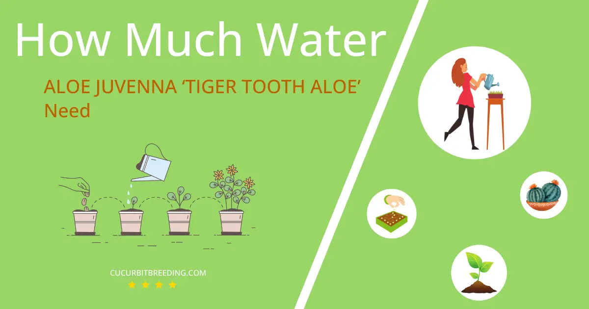 how often to water aloe juvenna tiger tooth aloe