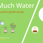 how often to water aloe maculata soap aloe