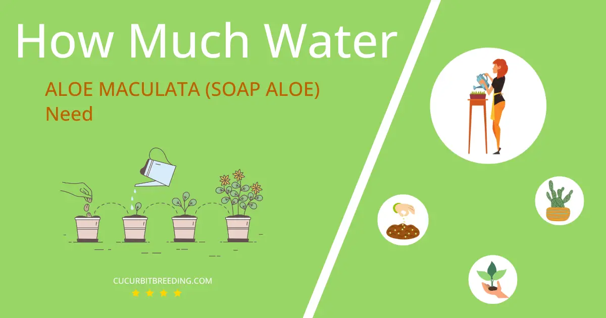 how often to water aloe maculata soap aloe