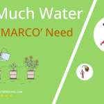 how often to water aloe marco