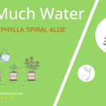 how often to water aloe polyphylla spiral aloe