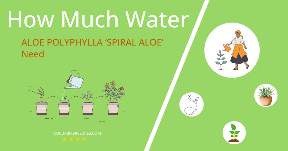 how often to water aloe polyphylla spiral aloe