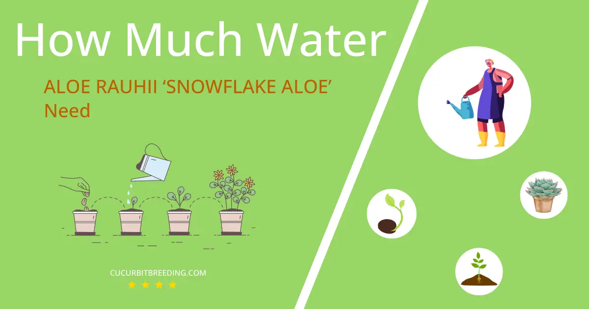 how often to water aloe rauhii snowflake aloe