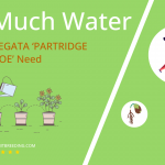how often to water aloe variegata partridge breast aloe