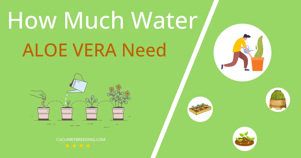 how often to water aloe vera