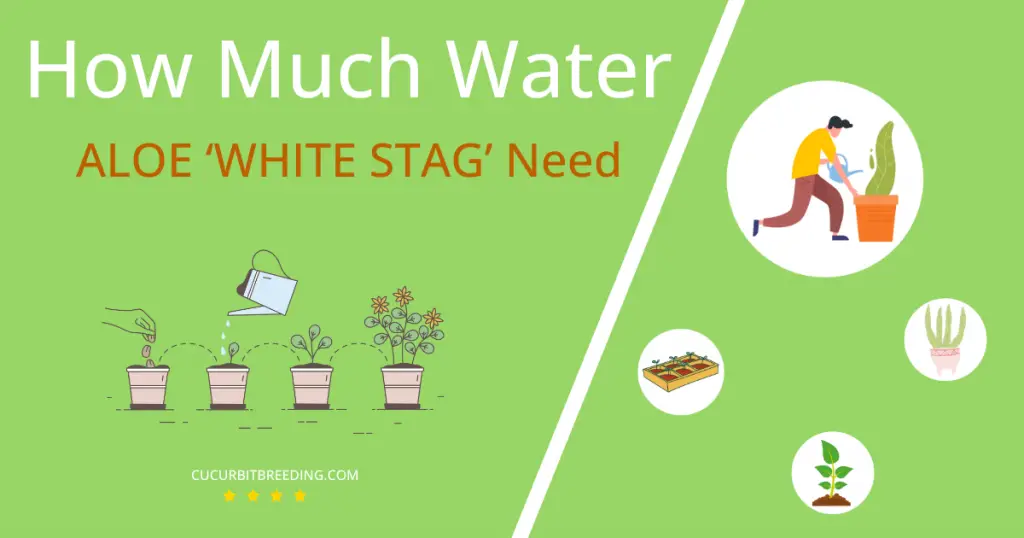 how often to water aloe white stag