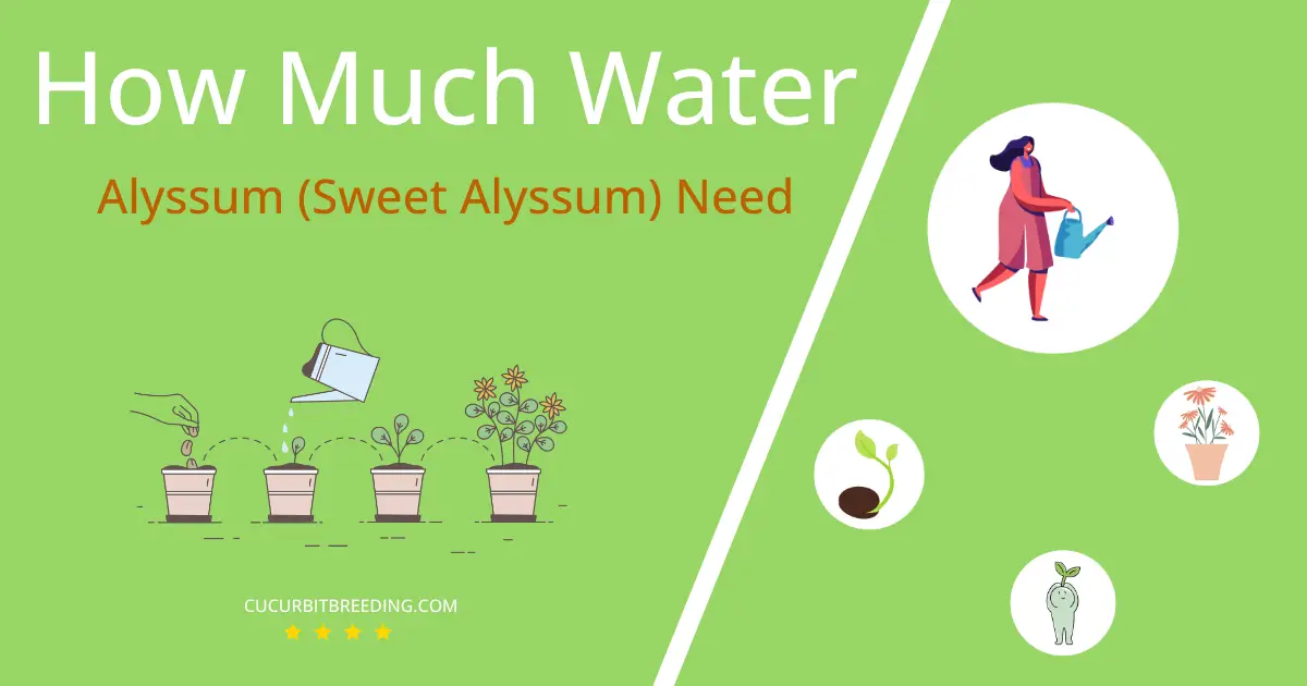 how often to water alyssum sweet alyssum