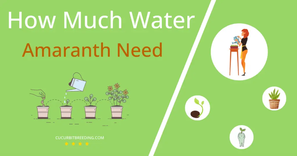 how often to water amaranth