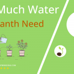 how often to water amaranth
