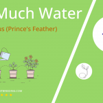 how often to water amaranthus princes feather