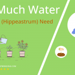 how often to water amaryllis hippeastrum
