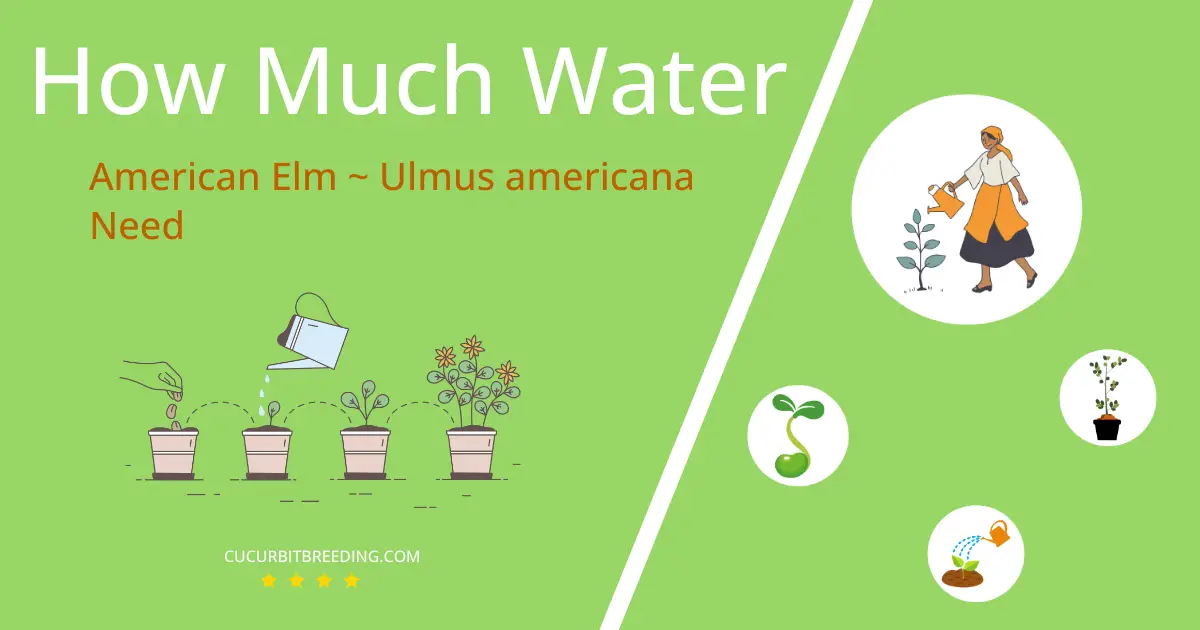 how often to water american elm ulmus americana