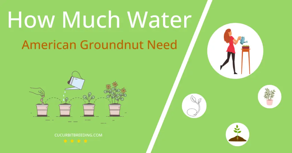 how often to water american groundnut