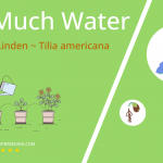 how often to water american linden tilia americana