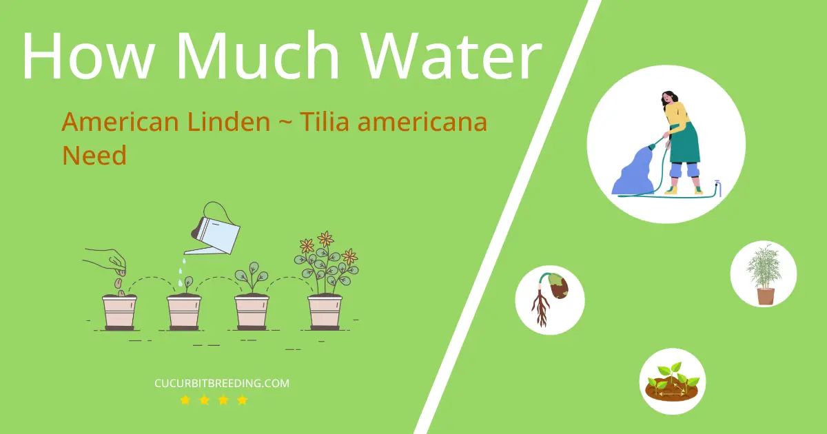 how often to water american linden tilia americana