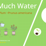how often to water american plum prunus americana